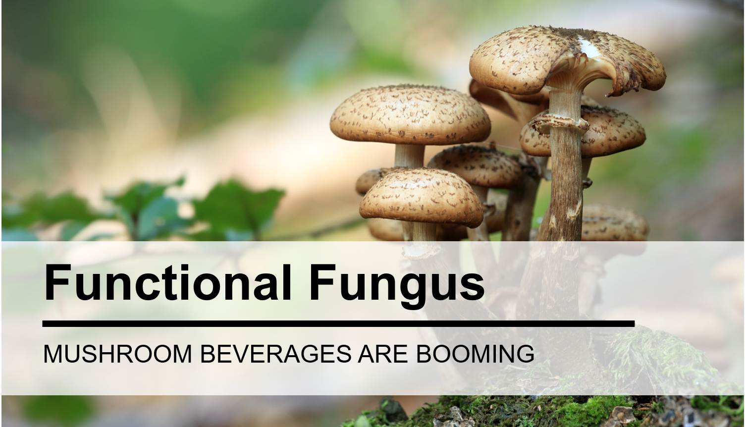 Adaptogen Mushroom Beverage Trend