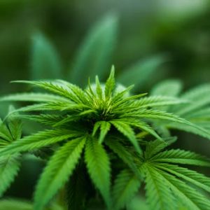 Cannabis 2 300x300
